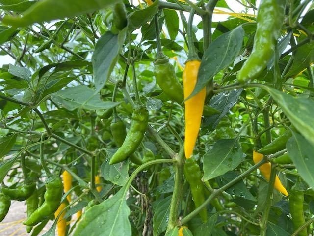 中原農園のイエローファイヤー