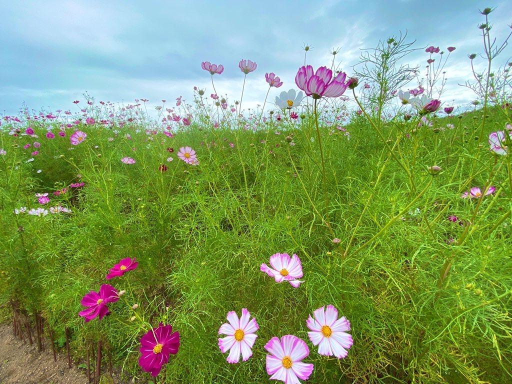 上原コスモス園