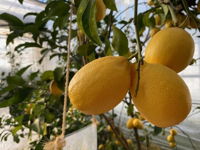 白根グレープガーデンのレモン！