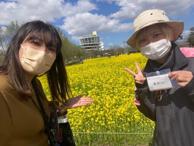 福島潟の菜の花！