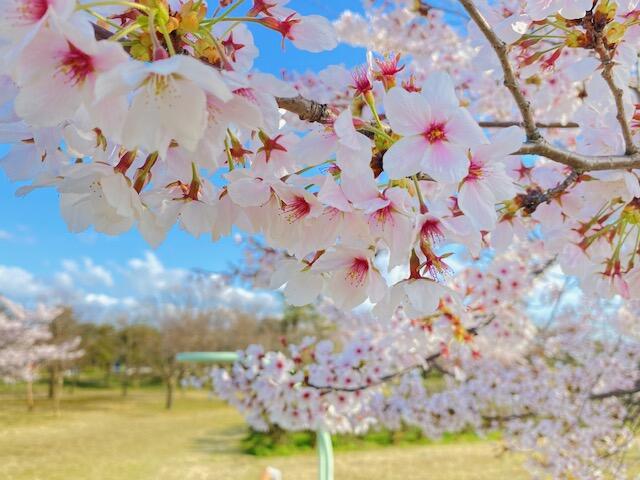 島見緑地「桜まつり」