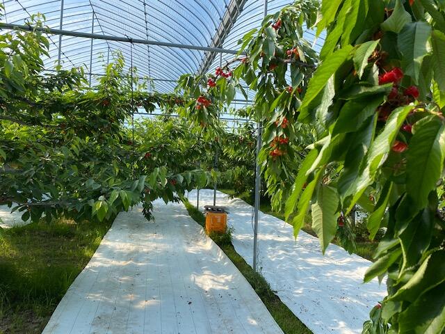 白根グレープガーデンのさくらんぼ！