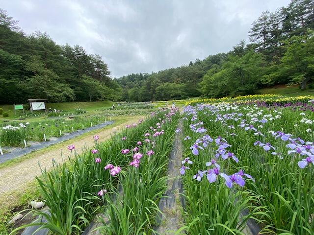 五十公野公園あやめ園