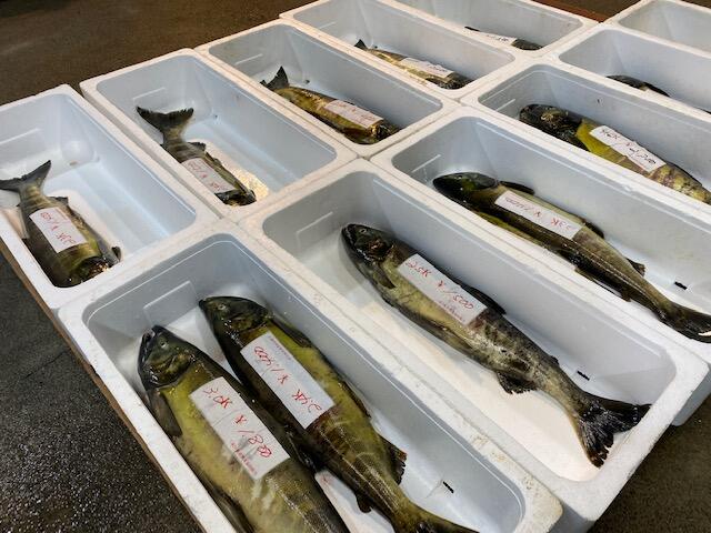 三面川鮭産漁業協同組合