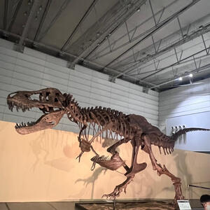 ジュラシック　ティラノサウルス化石.jpg