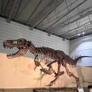 ジュラシック　ティラノサウルス化石.jpg