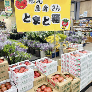 わくわくファーム　箱トマト.jpg