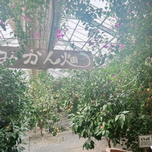 みかん畑　グレープガーデン.jpg