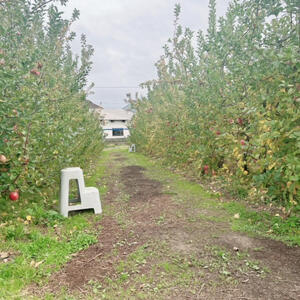 グレープガーデン　リンゴ畑　②.jpg