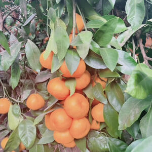 グレープガーデン　みかん①.jpg