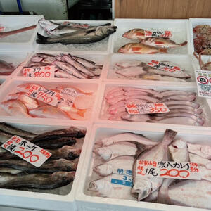 日本海　魚たち.jpg