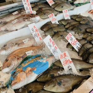 万代島　旬の魚.jpg