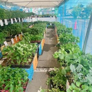 げんき村　苗売り場.jpg