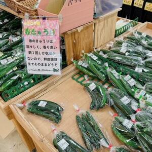 とよさか　春きゅうり.jpg