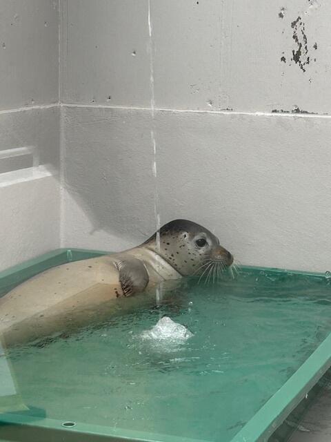 「ゴマフアザラシのこども」マリンピア日本海