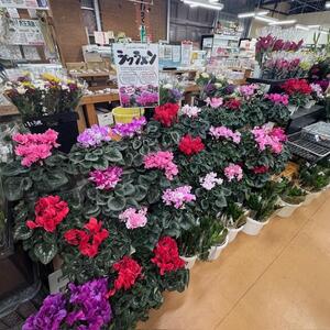 ２０２５冬げんき村_3107 (6).jpeg