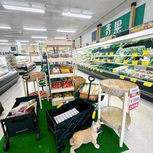 スーパーひまわり_3025 (2).JPG