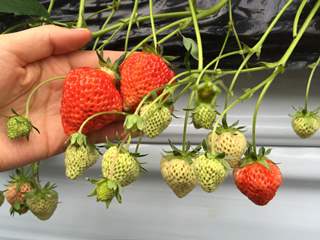 いちご.jpg