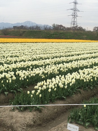 五泉チューリップ 2 20150420.jpg