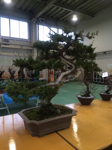 寒梅 2 2014 1212.jpg