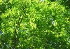 IMG_7081.JPGのサムネイル画像