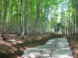 IMG_7082.JPGのサムネイル画像