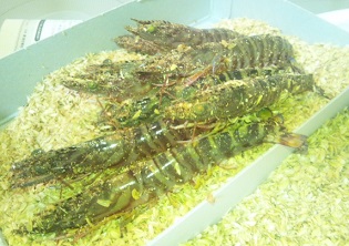 ebi141217_195625 (2).jpg