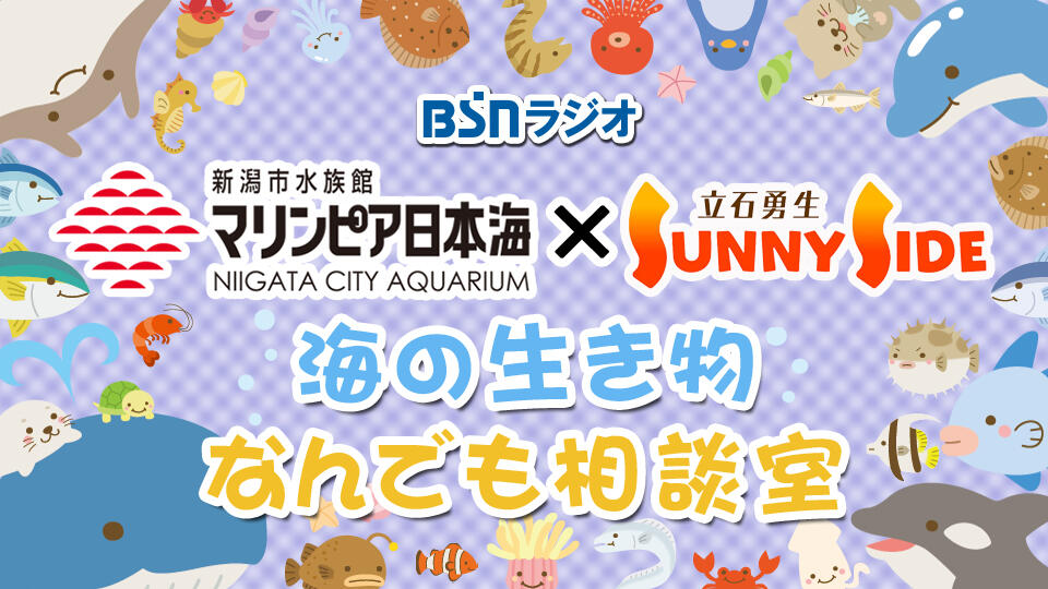 マリンピア日本海×立石勇生のサニーサイド「マリンピア日本海からのプレゼント企画!」