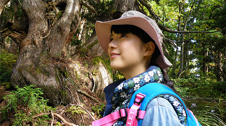 佐渡、そして佐渡の天然杉