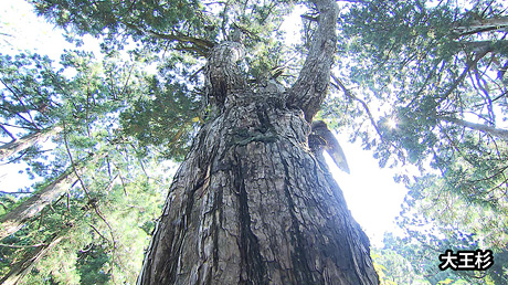 大王杉