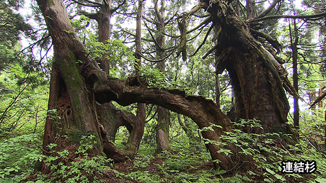 連結杉