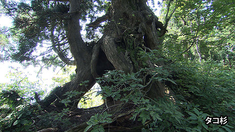 タコ杉
