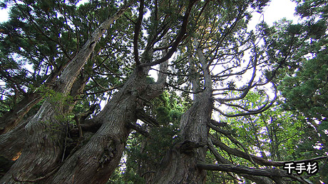 千手杉