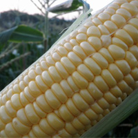 ファームかずと