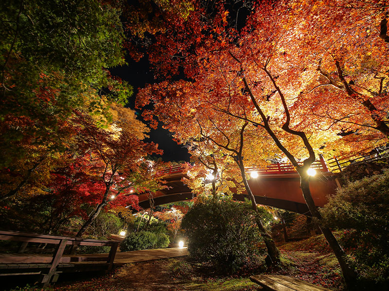 秋を彩る紅葉めぐり