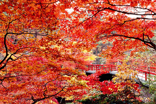 弥彦公園 もみじ谷