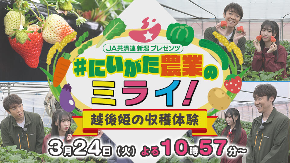  JA共済連新潟プレゼンツ  ＃にいがた農業のミライ！　越後姫の収穫体験