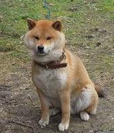 inu.JPG