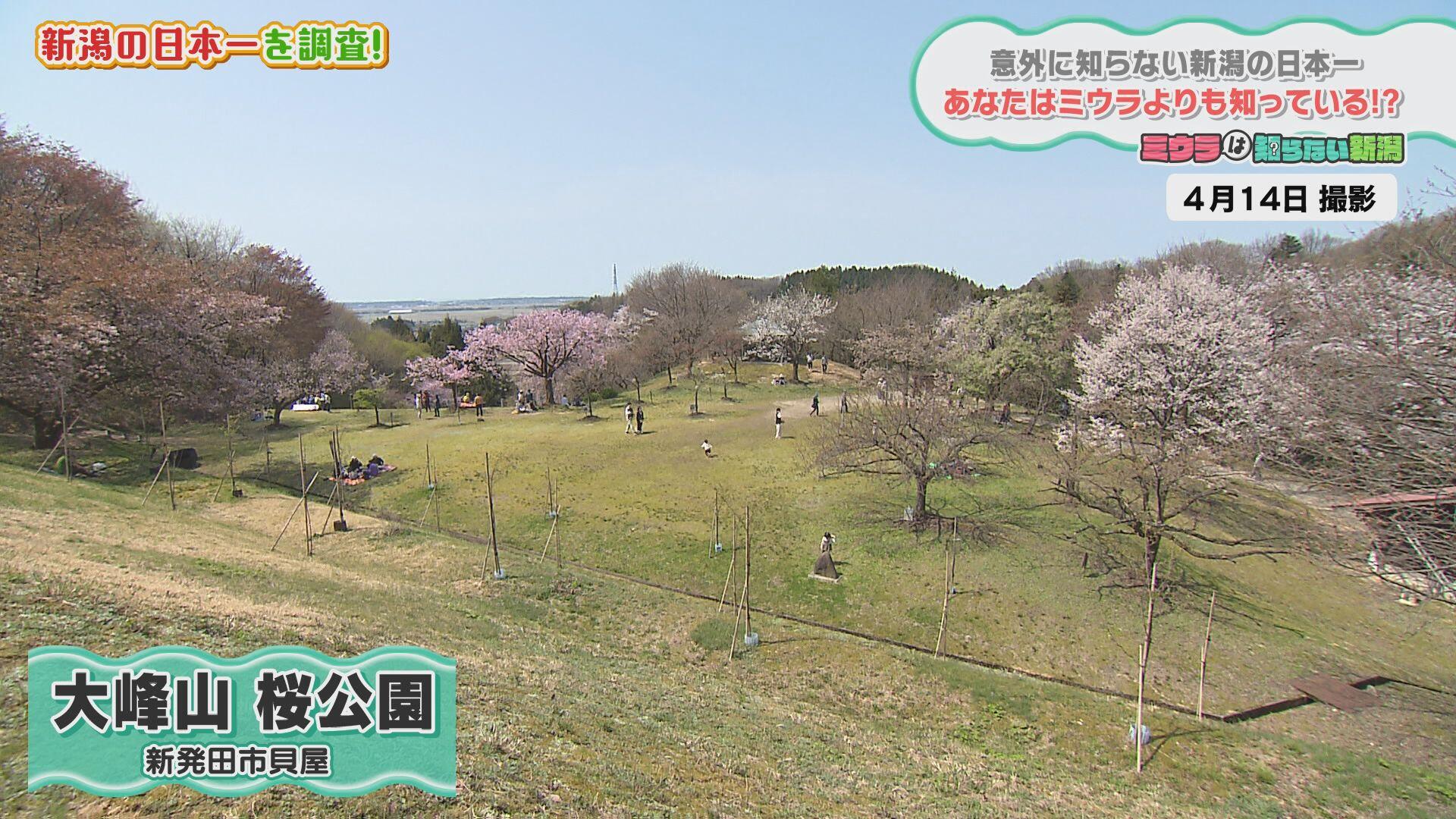 大峰山 桜公園＿画像１