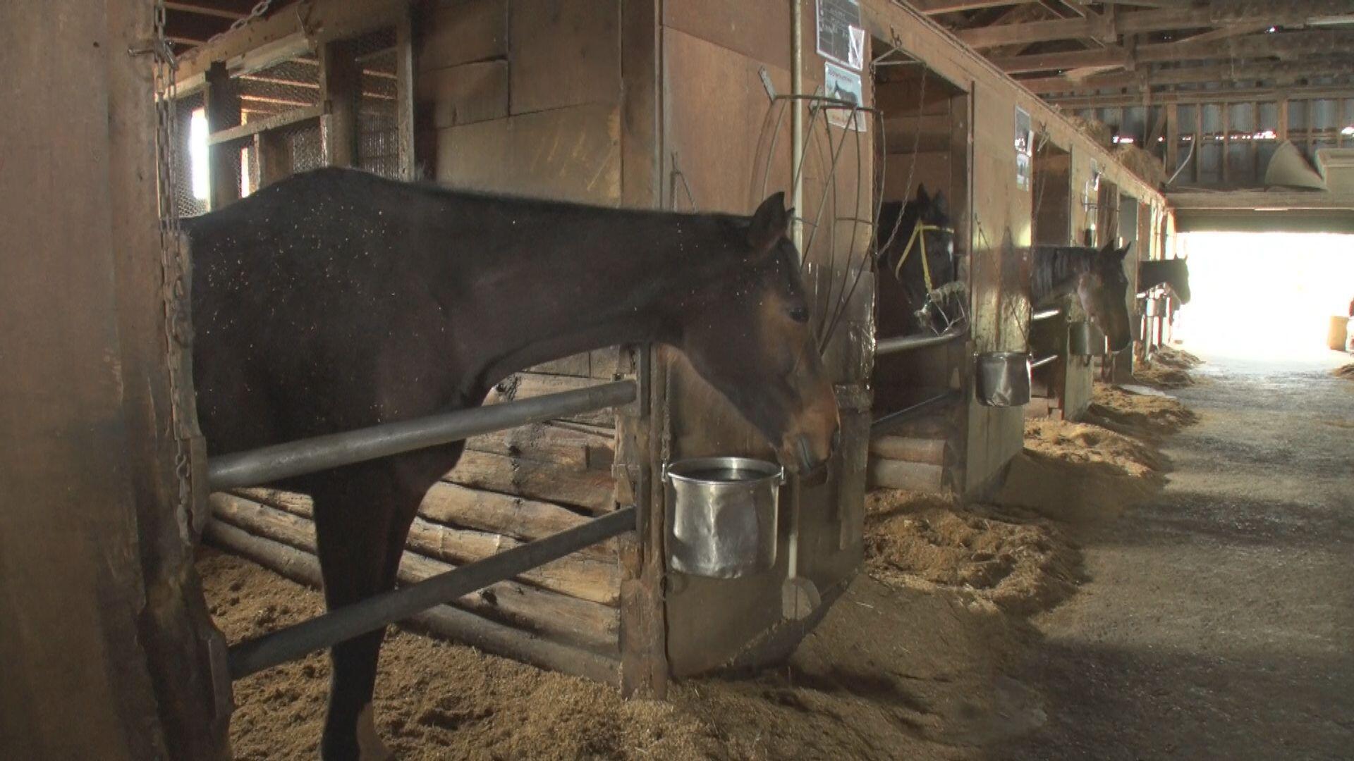 松原ステーブルス_画像1