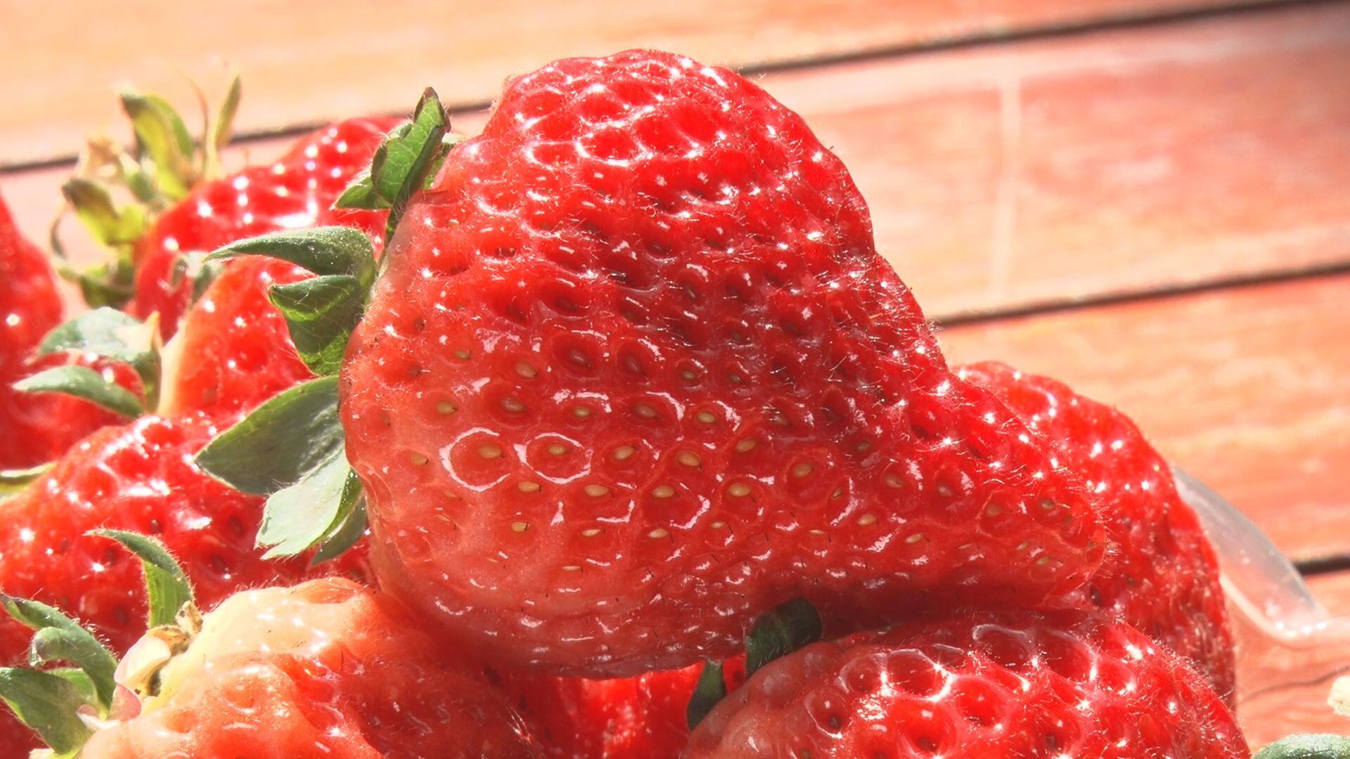 白根グレープガーデン_画像2