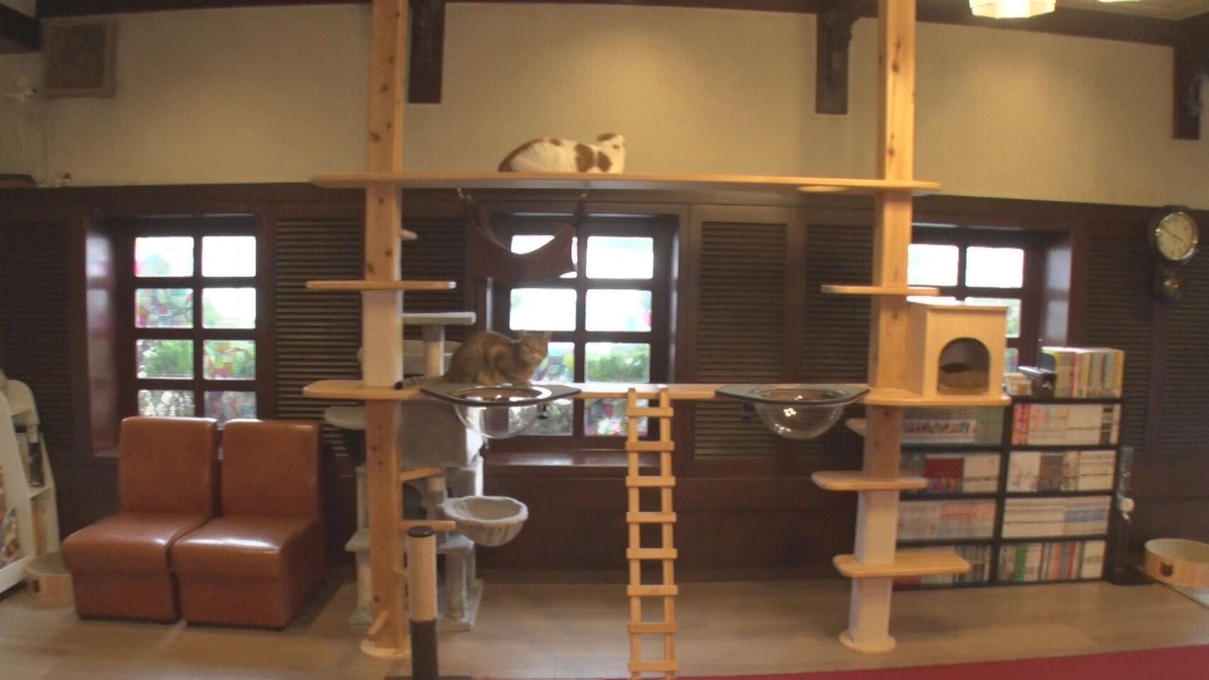 【動物ふれあい旅】ねこカフェ 猫鳴館＿画像１