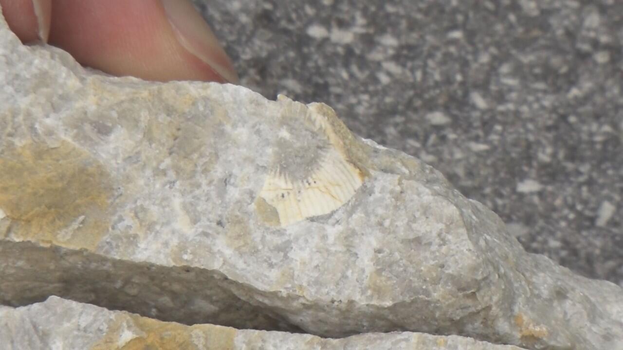 フォッサマグナミュージアム_画像1