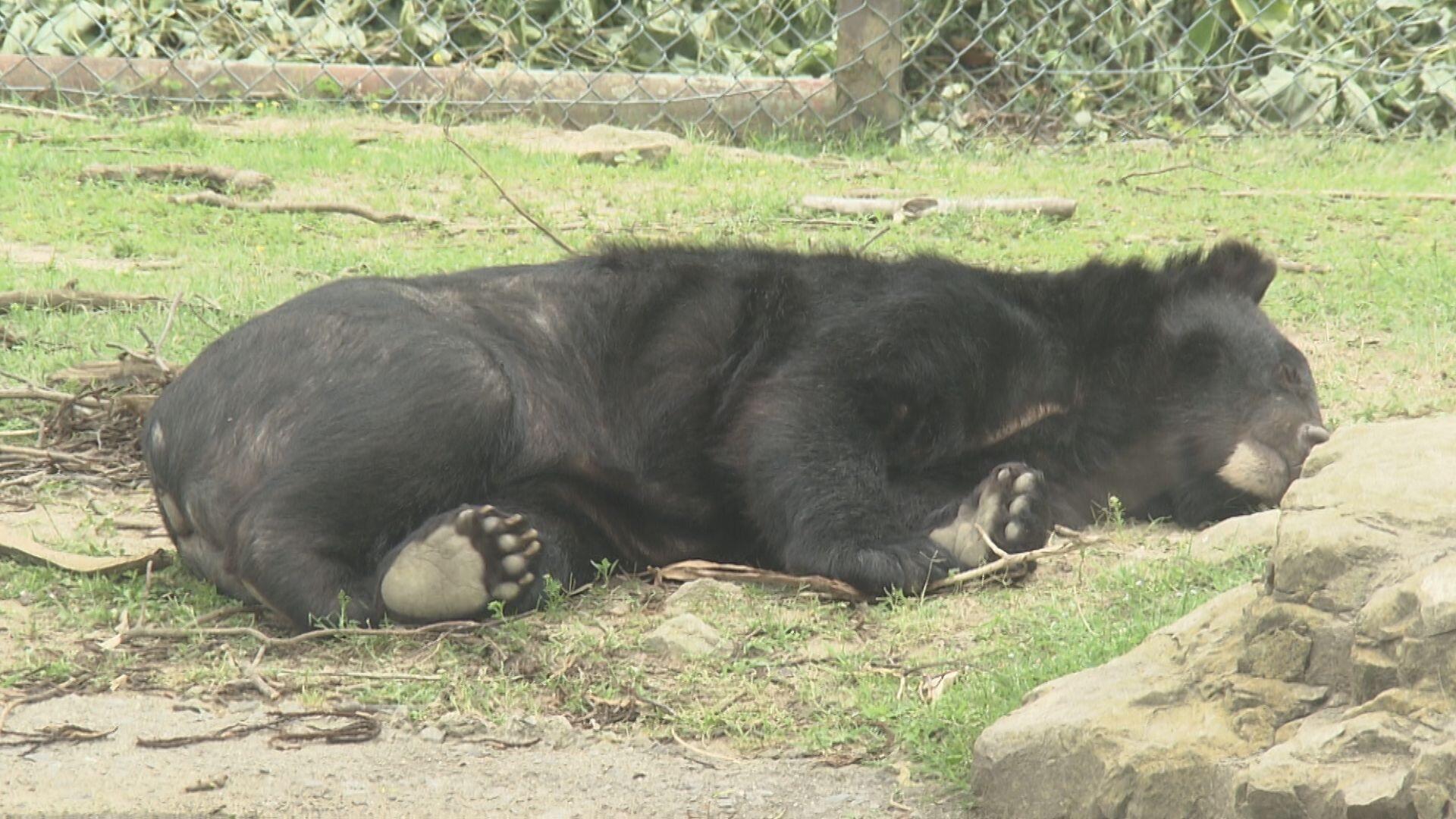 群馬サファリパーク_画像2