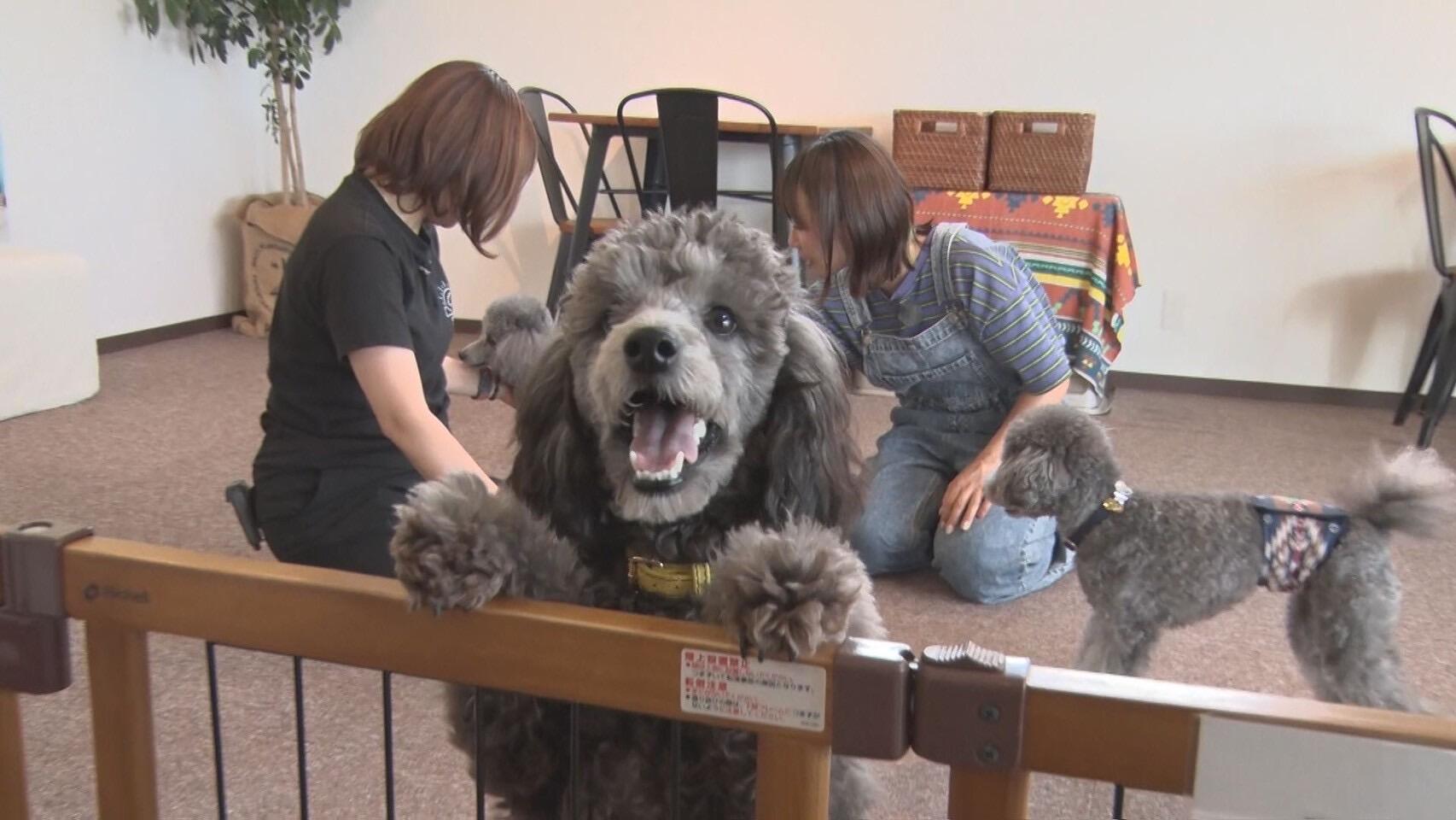 SanSan dogspace&cafe＿画像２