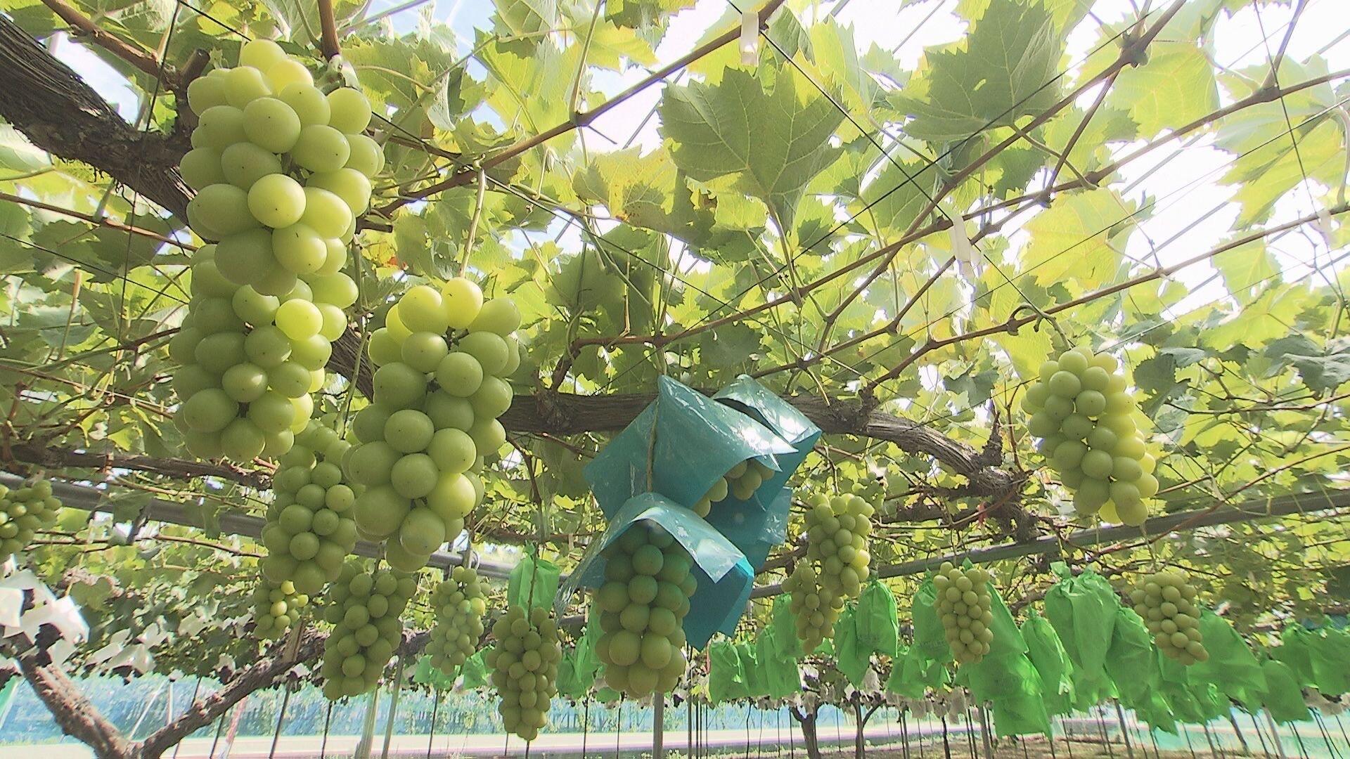 Ken'z グレープガーデン＿画像１