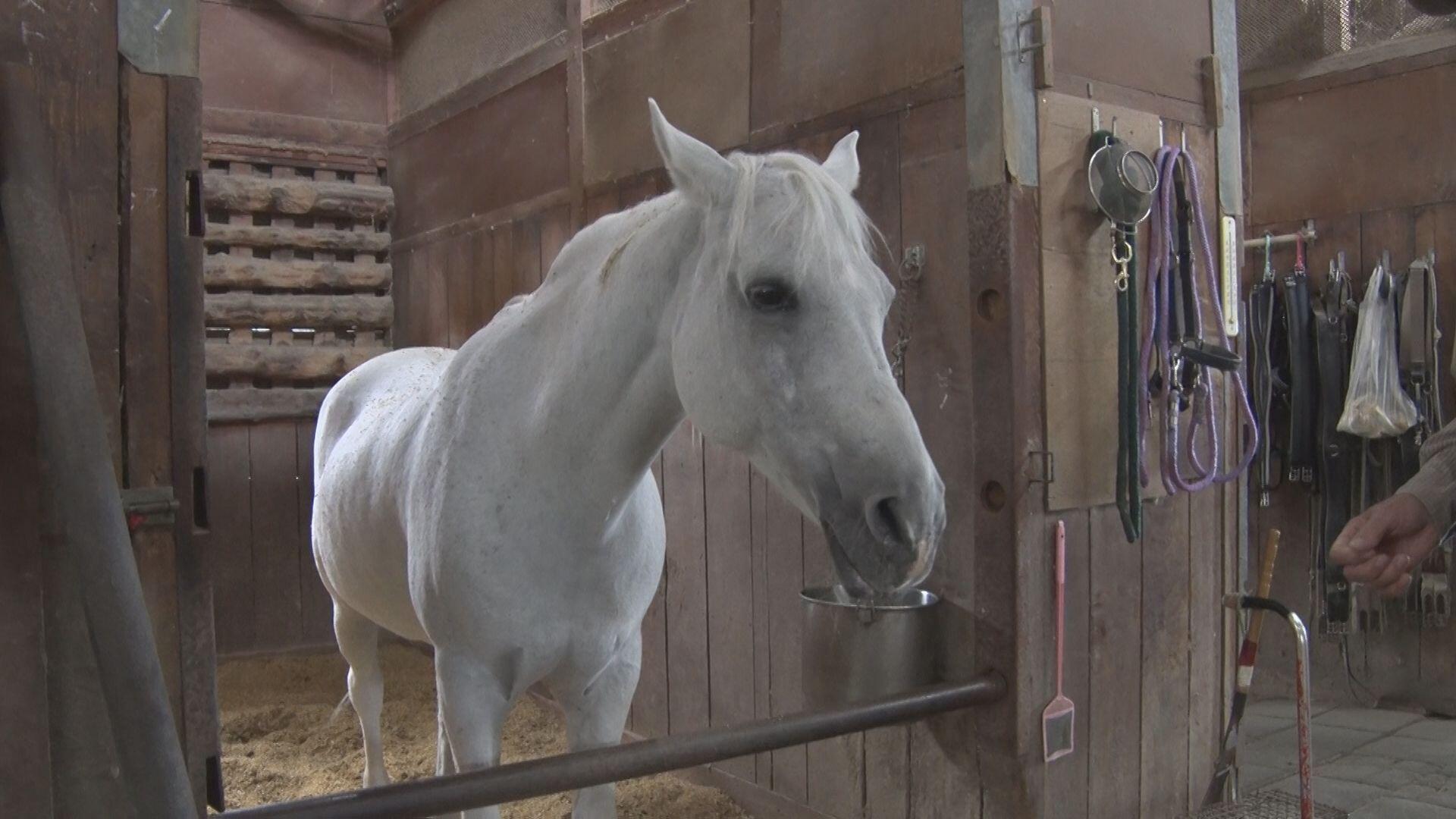 三条乗馬クラブ＿画像１