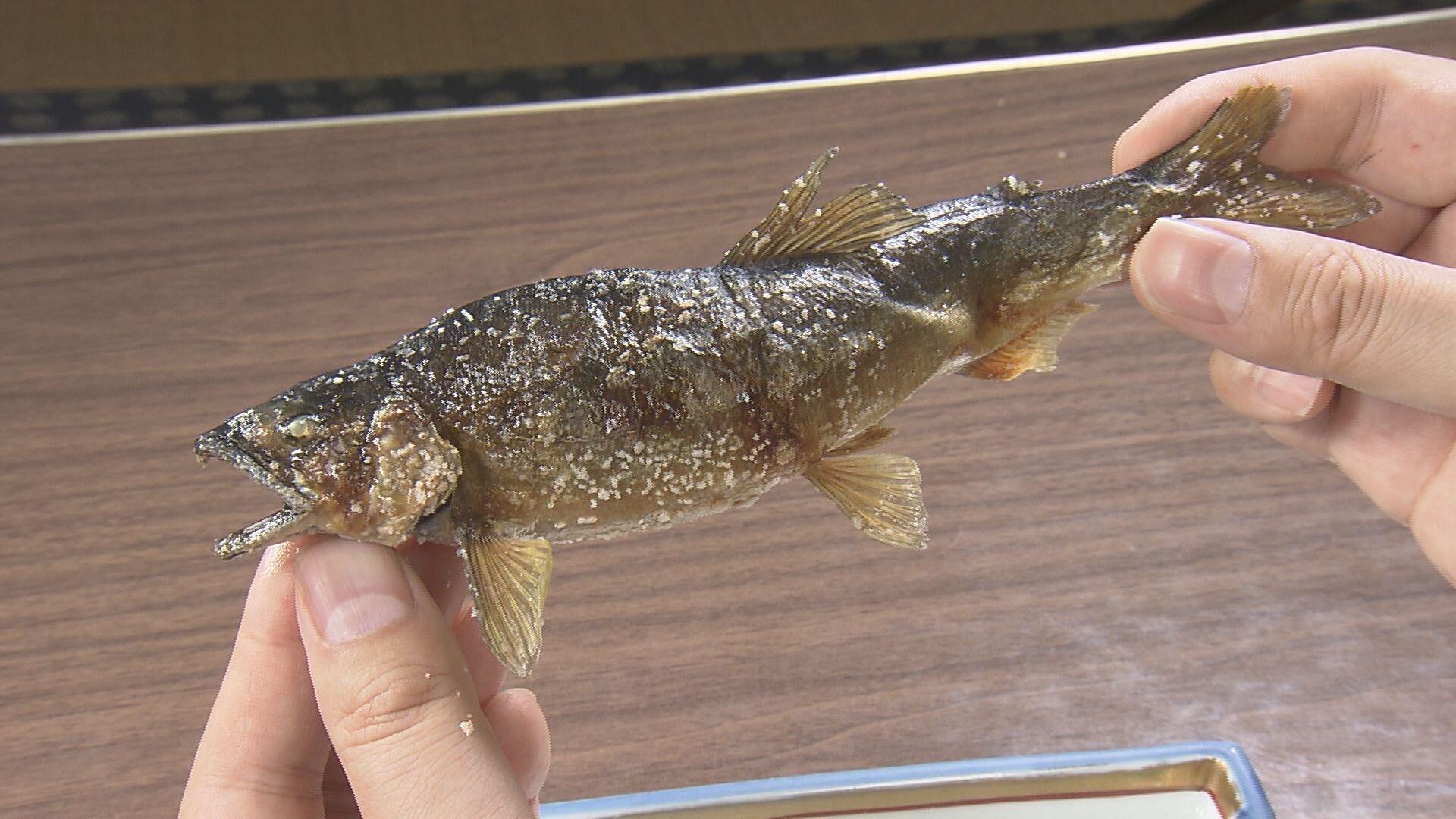 越後川口やな場_画像2