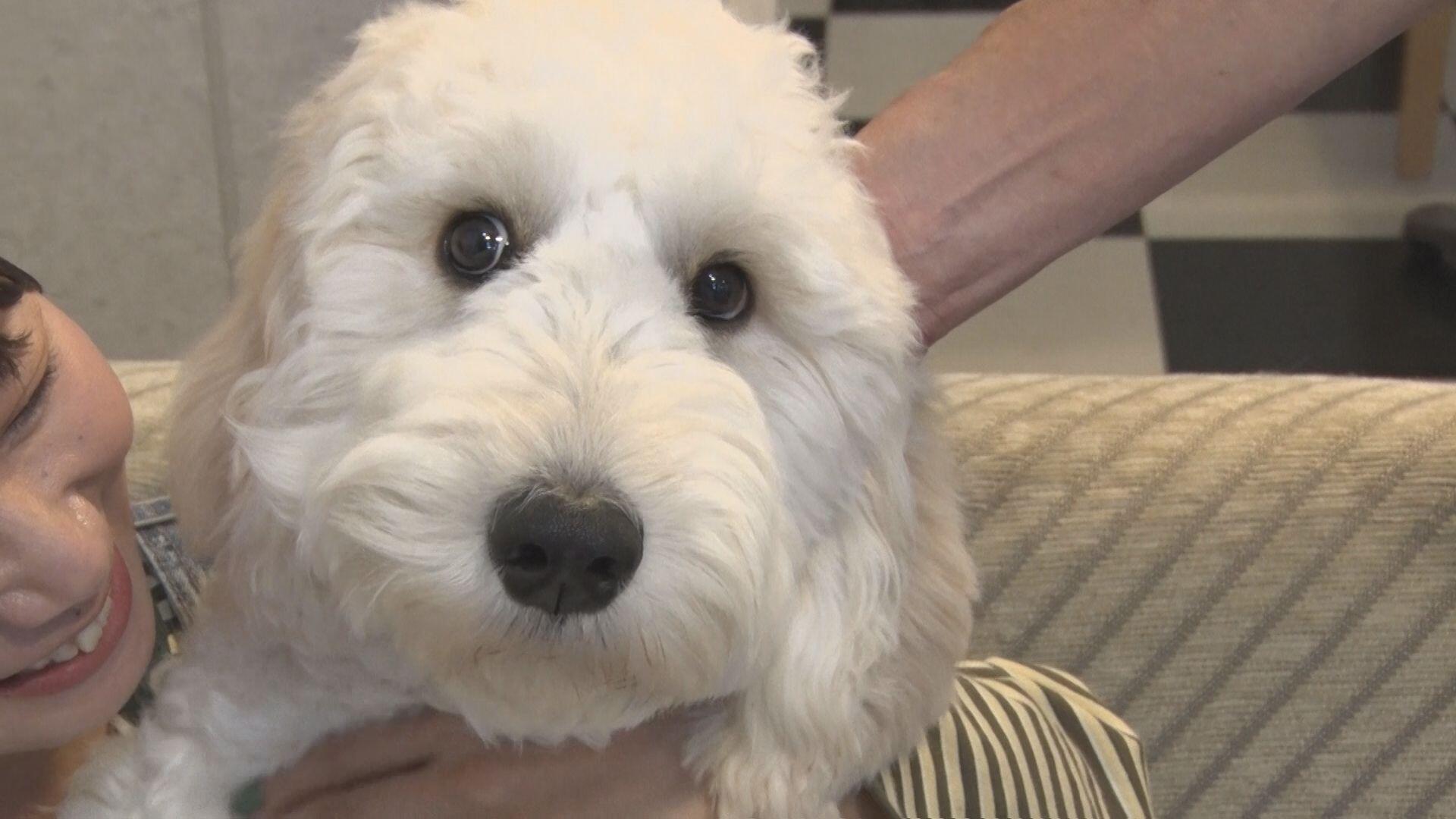 シロネプレッソ＿画像１