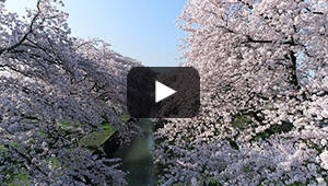 2022年4月30日　内野小学校の桜